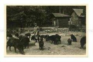 Wildschwein-Fütterung in Moritzburg