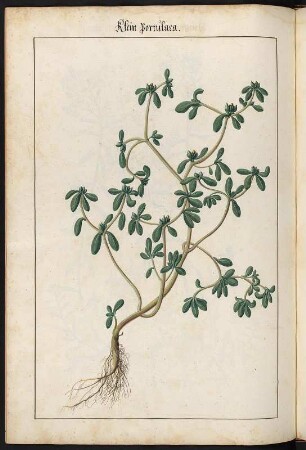 Klein portulaca : Klein portulaca (Portulaca) fol. 178 verso aus: Kentmann, Johann: Kreutterbuch. 1563. Dresden: SLUB Mscr.Dresd.B.71