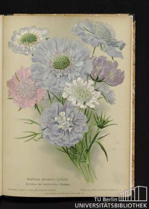 Scabiosa caucasia hybrida. Hybriden der kaukasischen Skabiose.