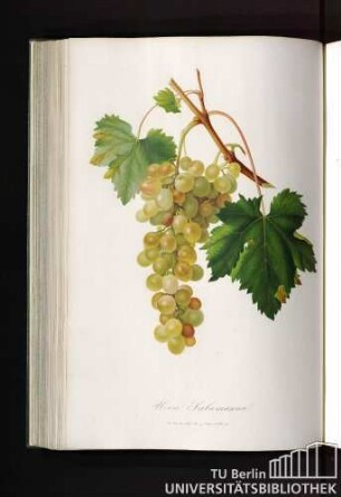 Uva Salamanna o Moscatellone di Spagna