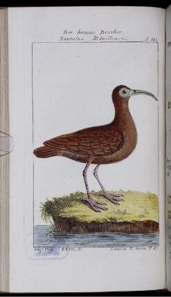 Der braune Bracher. Tantalus Manillensis.
