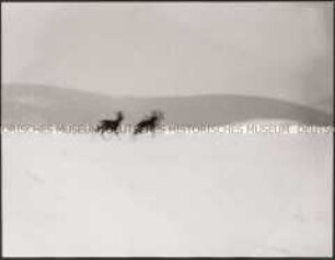 Verschwommene Winterlandschaft mit weglaufenden Rehen (Altersgruppe 18-21)