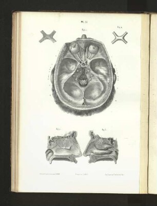 Pl. 25.
