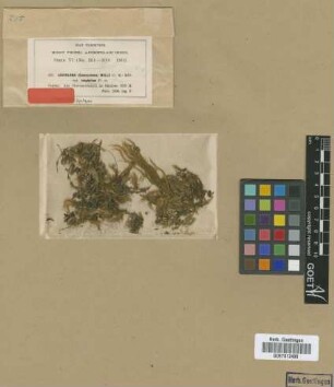Leucoloma molle (Müll.Hal.) Mitt. var. M.Fleisch. longipilum[syntype]