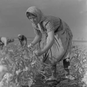 Baumwollernte auf den Feldern der Landwirtschaftlichen Produktionsgenossenschaft in Usundshowo. Beste Baumwollpflückerin, Iwanka Nikolowa