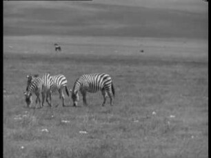 Equus quagga (Equidae) - Verhalten von Steppenzebras