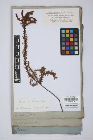 Struthiola imbricata Andr.