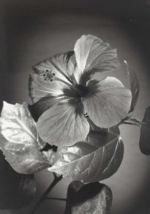 Hibiscus rosa-sinensis (Rosen-Eibisch/Roter Hibiscus)