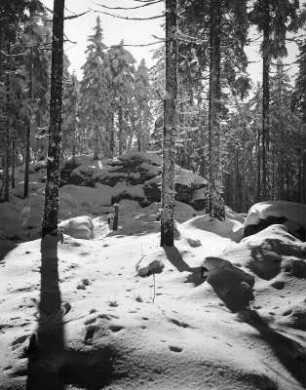 Winterbilder. Verschneiter Wald
