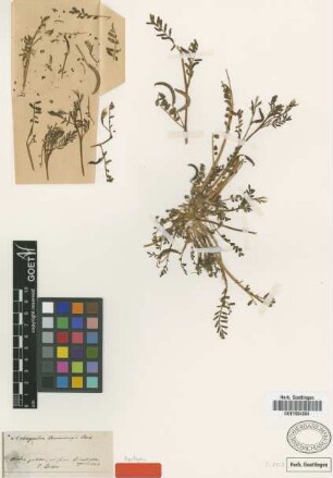 Astragalus tenuirugis Boiss. [syntype]
