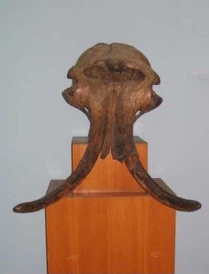 Wollhaarmammut (Jungtier-Schädel)
