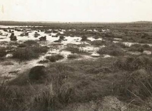 Ostsächsisches Tiefland. Neudorfer Moor (Flachmoor) bei Wittichenau. Alter Torfstich im Norden des Gebietes