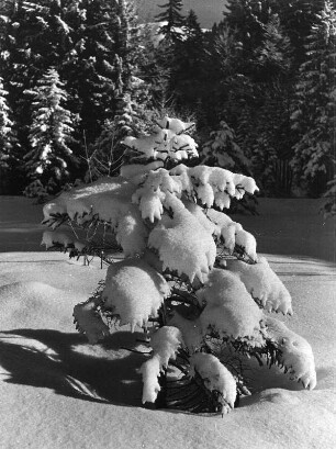 Winterbilder. Kleiner schneebedeckter Nadelbaum