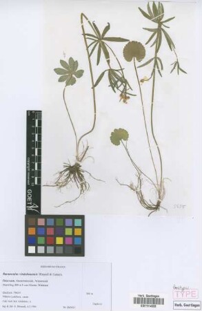 Ranunculus vindobonensis E. H&ouml;randl & W. Gutermann[paratype]