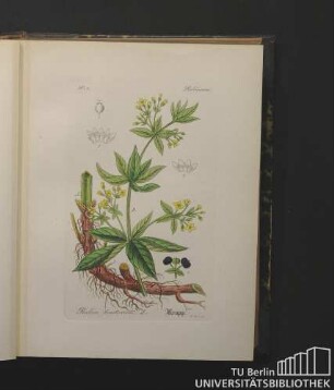 Rubiaceae. Rubia tinctorum, L. Krapp.