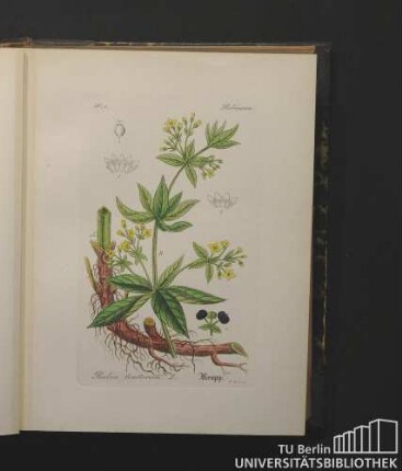 Rubiaceae. Rubia tinctorum, L. Krapp.