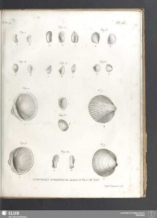 Coquilles fossiles des environs de Paris. PL. XVI