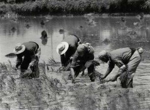 Reispflanzer in der Camargue