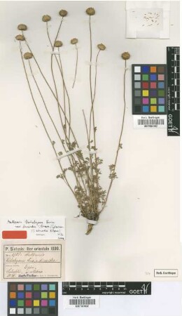 Anthemis kotschyana Boiss. f. Bornm. discoidea[type]
