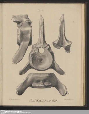 Tab. XL. Fossil Reptilia from the Chalk