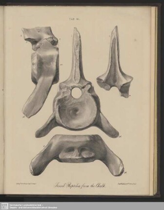 Tab. XL. Fossil Reptilia from the Chalk