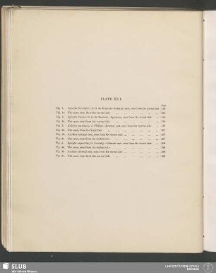Plate XIII