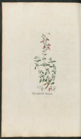 52. Teucrium Marum