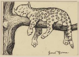 Zeichnung zur Fibel: Leopard