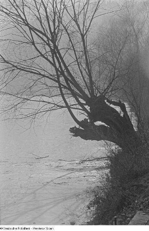 Baum am Ufer der Zwickauer Mulde