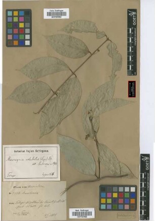 Mascagnia volubilis Nied.