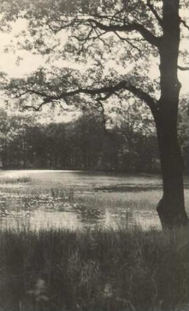 Parkteich in Weißkollm : Hat w Běłochołmčanskim parku