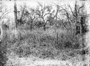 Pori (Deutsch-Ostafrikaexpedition 1906-1907)