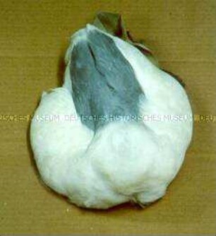 Damenhut (Toque)
