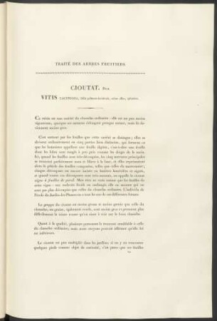 Cioutt. Duh. Vitis Laciniosa ...