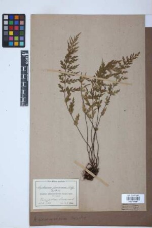Asplenium praemorsum