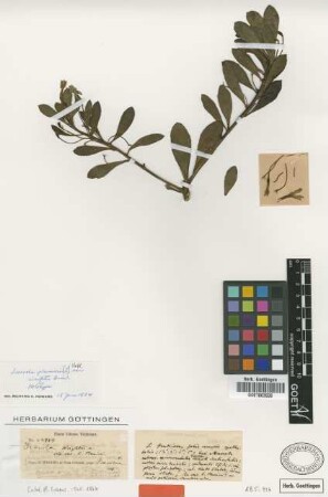 Scaevola plumieri (L.) Vahl var. Griseb. wrightii[holotype]