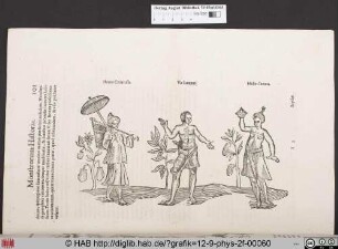 Homo Chinensis / Uir lauanus / Mulier Iauana