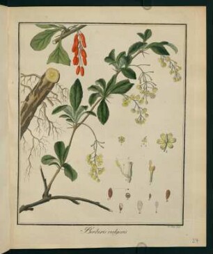 24r, Berberis vulgaris