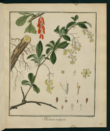 24r, Berberis vulgaris