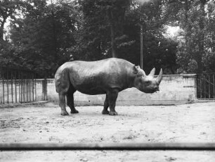 Dresden. Zoologischer Garten. Afrikanisches Nashorn (Spitznashorn (Diceros bicornis L., "Heini", importiert März 1928)