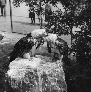 Zootiere. Geier