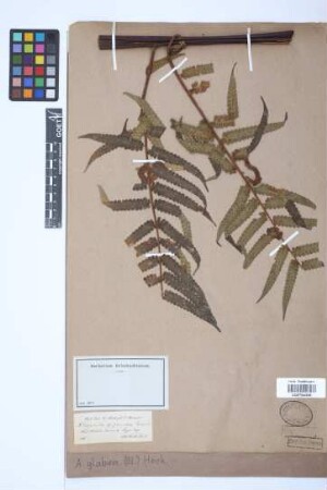 Alsophila glabra (Blume) Hook.
