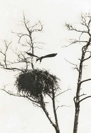 Seeadler (Haliaeetus albicilla L.), Flugübungen der Jungen