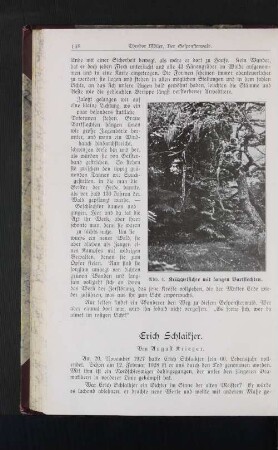Krüppelfichte mit langen Bartflechten