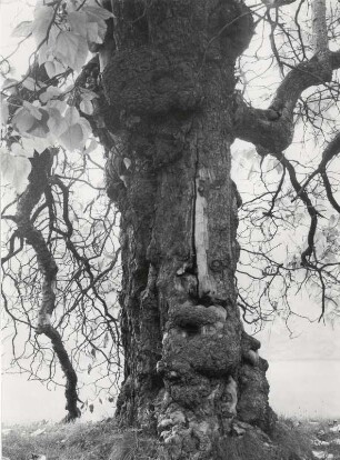 Stamm eines alten Baumes