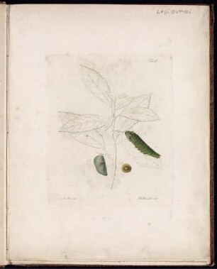 [2], [6], Pt. 1, Taf: Fauna Del Regno Di Napoli Ossia Enumerazione Di Tutti Gli Animali Che Abitano Le Diverse Regioni Di Questo Regno E Le Acque Che Le Bagnano. [2]. [Animali Articolati]. [6]. Lepidotteri. Pt. 1