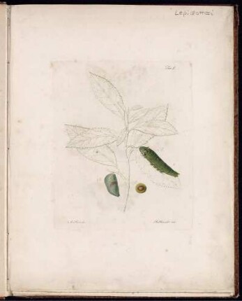 [2], [6], Pt. 1, Taf: Fauna Del Regno Di Napoli Ossia Enumerazione Di Tutti Gli Animali Che Abitano Le Diverse Regioni Di Questo Regno E Le Acque Che Le Bagnano. [2]. [Animali Articolati]. [6]. Lepidotteri. Pt. 1