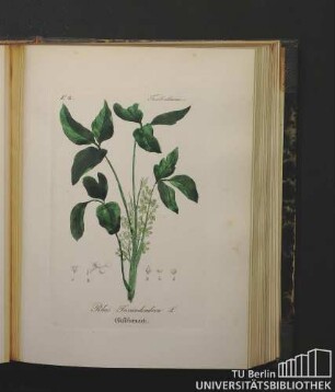 Terebinthaceae. Rhus Toxicodendron L. Giftsumach.