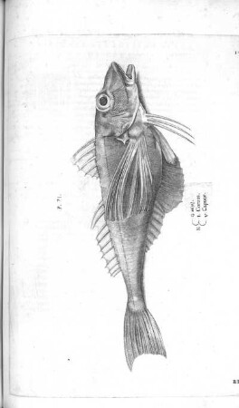 Corvus