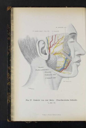 Fig. 17. Gesicht von der Seite. Oberflächliche Schicht.